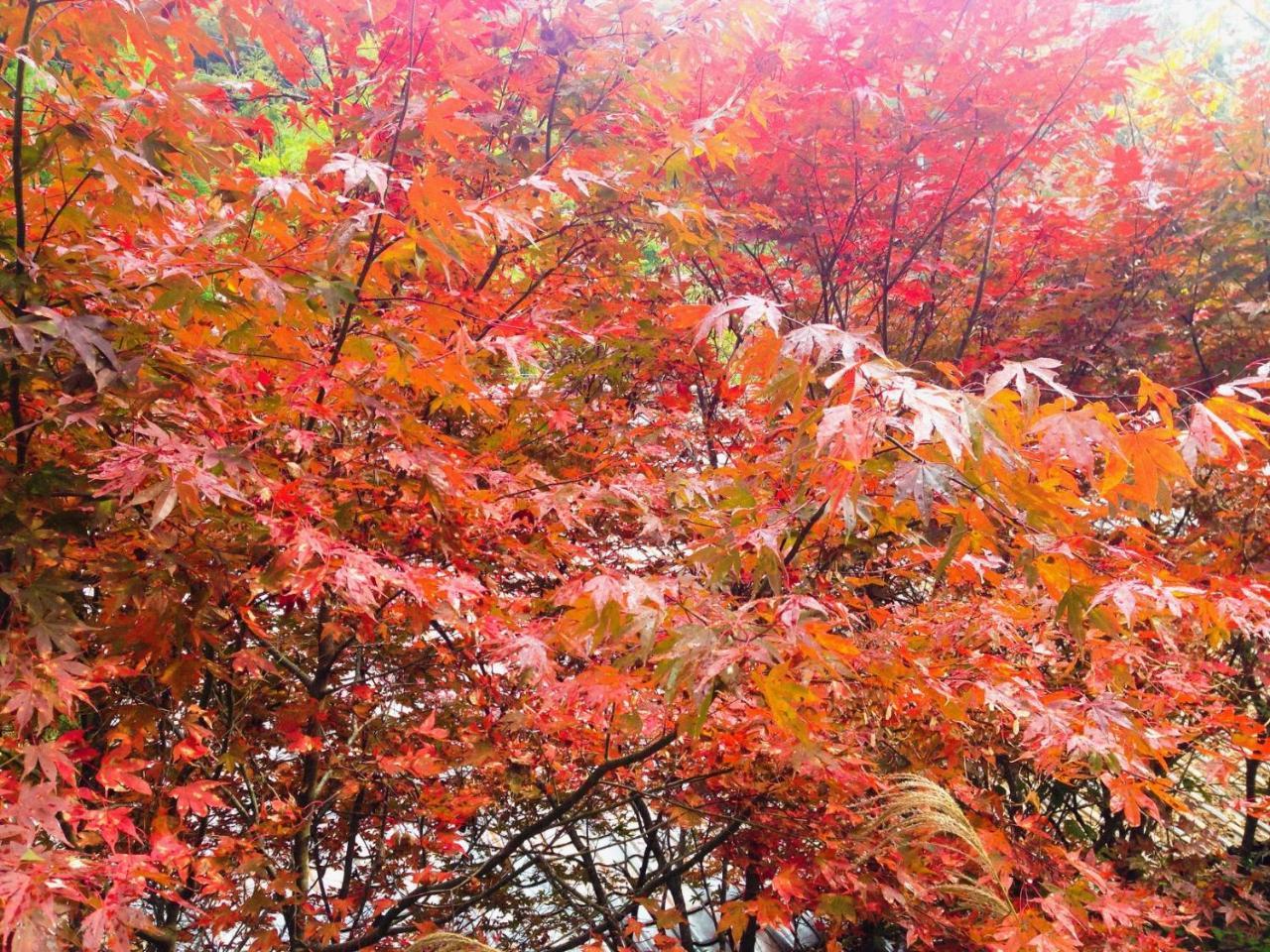 Guest House Eleven Village Fukiya Esterno foto